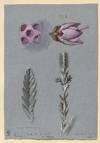 Vier Studien von Ling, wahrscheinlich 14. September 1869 von John Ruskin