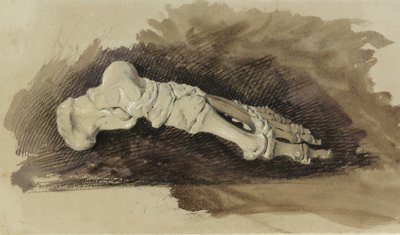 Die Knochen eines weiblichen Fußes von John Ruskin