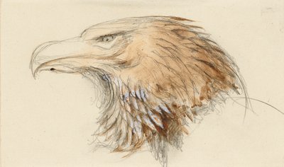 Der Kopf eines gewöhnlichen Steinadlers, aus dem Leben, 8. - 11. September 1870 von John Ruskin