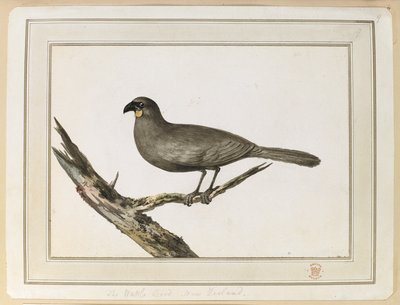 Zeichnung eines Wattle-Vogels; gemacht während des Besuchs in Neuseeland zwischen dem 12. und 25. Februar 1777, auf Captain Cooks dritter Reise. von John Webber