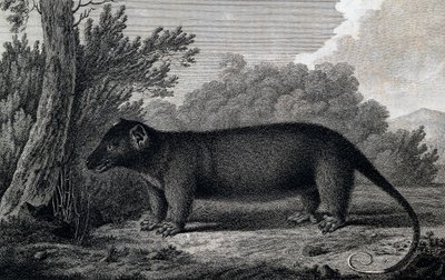 Opossum, Gravur nach einer Zeichnung von John Webber (1750-1793) während der dritten Reise von James Cook von John Webber