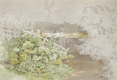 Dockpflanzen an einem schattigen Bach von John White Abbott