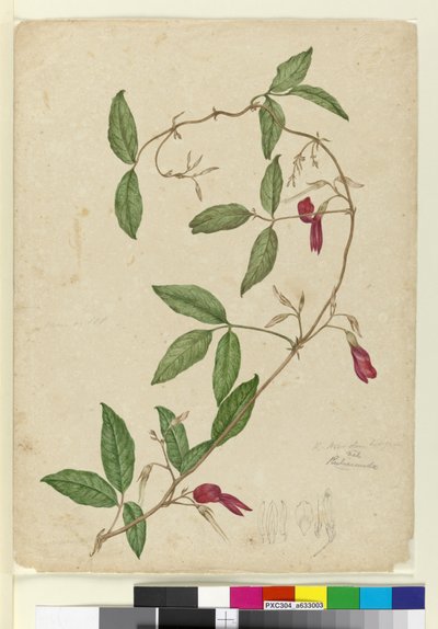 Kennedia rubicunda, ca. 1803-06 von John William Lewin