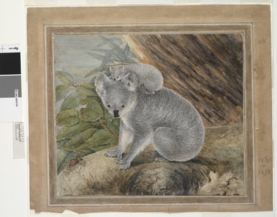 Koala und Junges, 1803, J.W. Lewin von John William Lewin