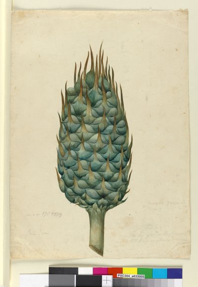 Macrozamia, ca. 1803-06 von John William Lewin