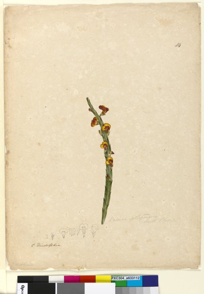Seite 114. Bossiaea scolopendria von John William Lewin