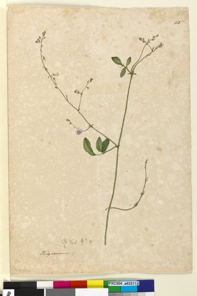Seite 115. Hedysarum von John William Lewin