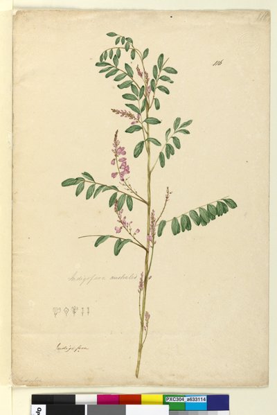 Seite 116. Indigofera australis von John William Lewin