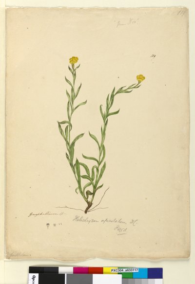 Seite 119. Helichrysum apiculatum von John William Lewin