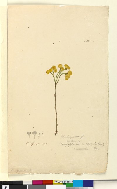 Seite 120. Elichrysum von John William Lewin