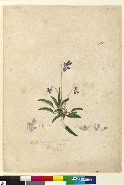 Seite 128. Viola betonicifolia von John William Lewin