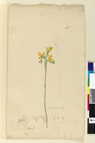 Seite 136. Diuris aurea von John William Lewin