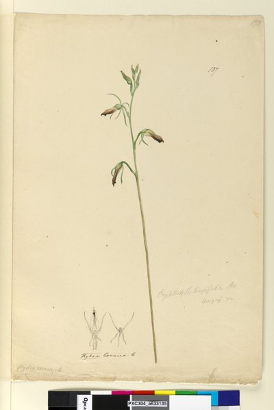 Seite 137. Cryptostylis longifolia von John William Lewin