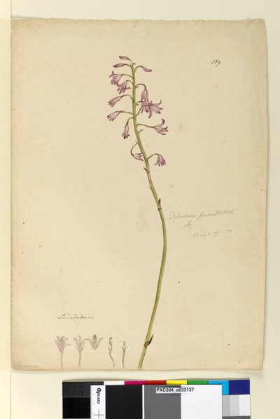 Seite 139. Dipodium punctatum von John William Lewin