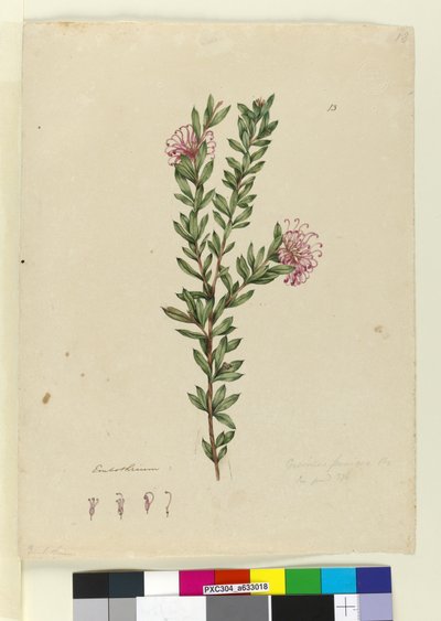 Seite 13. Grevillea punicea, ca. 1803-06 von John William Lewin