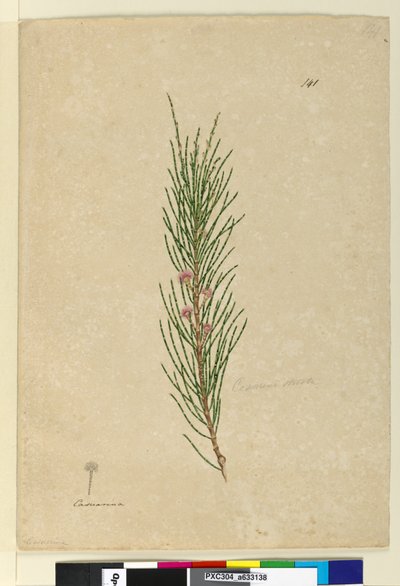 Seite 141. Casuarina strictaAllocasuarina verticillata von John William Lewin