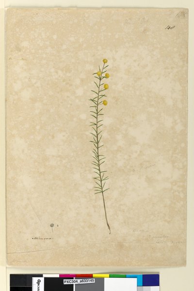 Seite 148. Acacia aciculares, ca. 1803-06 von John William Lewin