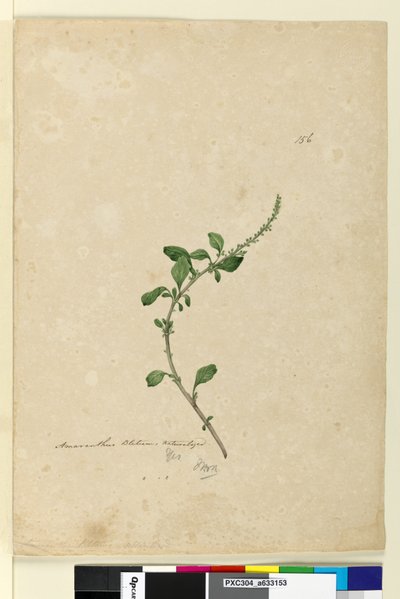 Seite 156. Amaranthus Blitum von John William Lewin