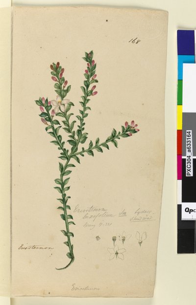 Seite 168. Eriostemon buxifolium von John William Lewin