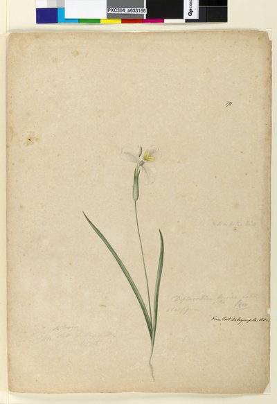 Seite 170. Diplarrhena moraea, ca. 1803-06 von John William Lewin