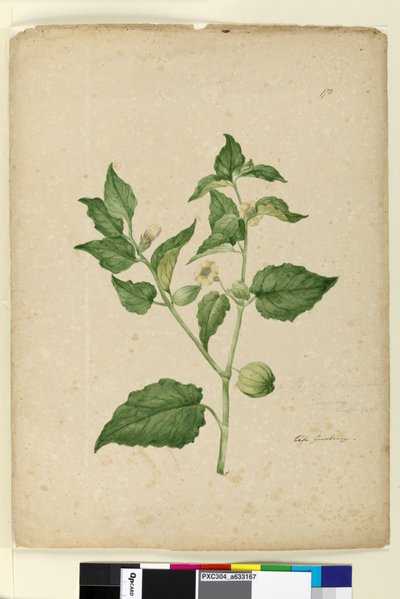 Seite 172. Physalis edulis von John William Lewin