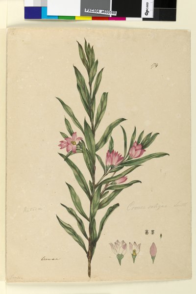 Seite 174. Crowea saligna von John William Lewin