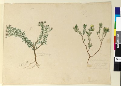 Seite 179. Gompholobium; 180. Poranthera ericafolia von John William Lewin