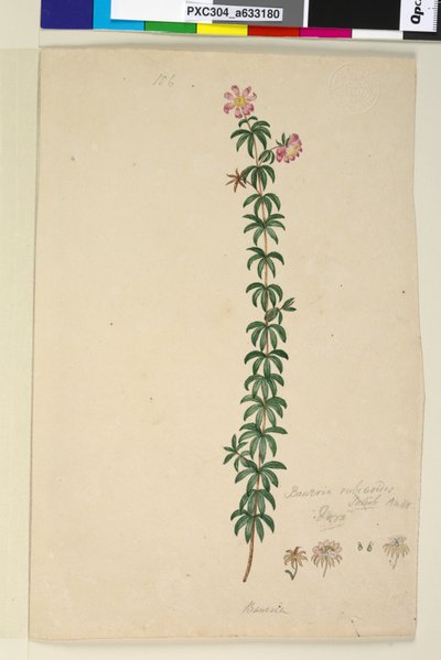 Seite 186. Bauera rubioides von John William Lewin