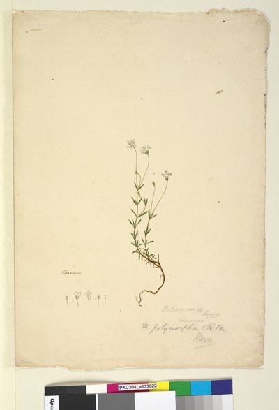 Seite 18. Mitrasacme polymorpha von John William Lewin
