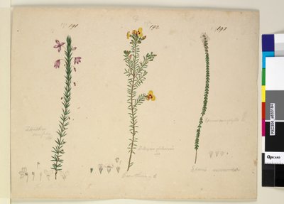 Seite 191. Tetratheca ericifolia; 192. Dillwynia glaberrima; 193. Epacris microphylla von John William Lewin