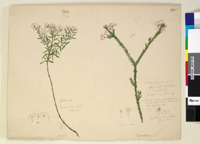 Seite 194. Zieria lanceolata Zieria smithii; 195. Eine schlechte Darstellung einer Art von Calythrix von John William Lewin