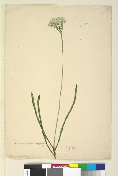 Seite 20. Conospermum longifolium von John William Lewin