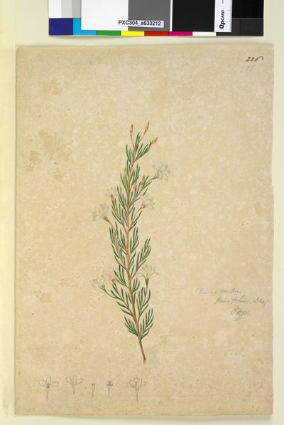 Seite 226. Ricinocarpus pinifolius von John William Lewin