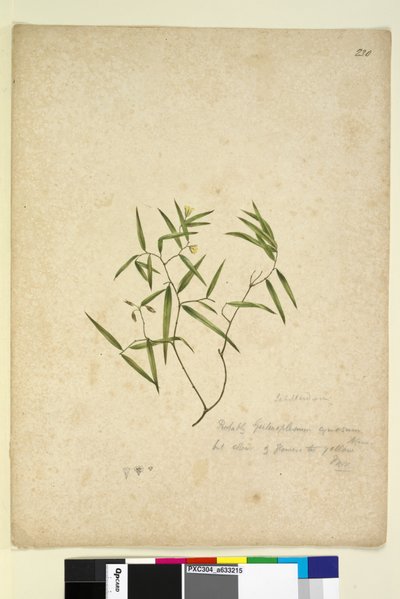 Seite 230. Geitonoplesium cymosum von John William Lewin
