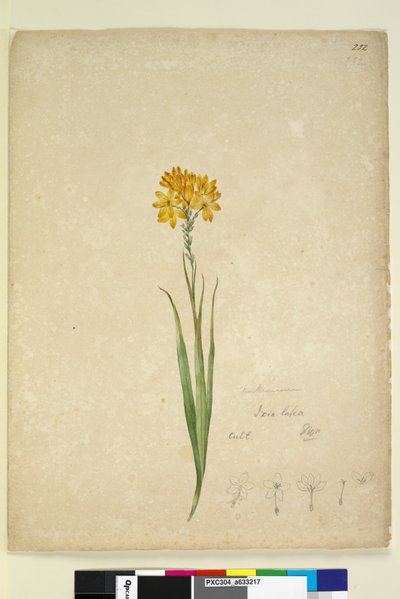 Seite 232. Ixia lutea von John William Lewin