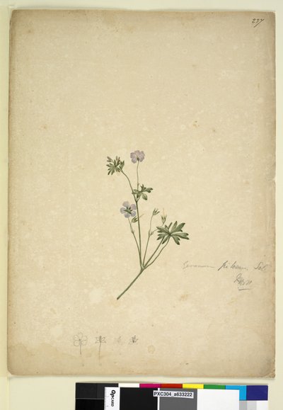 Seite 237. Geranium pilosum von John William Lewin