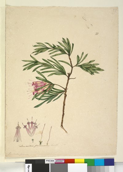 Seite 23. Lambertia formosa von John William Lewin