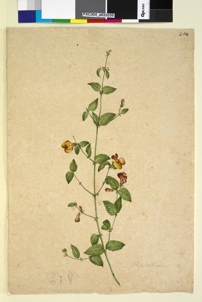 Seite 254. Platylobium von John William Lewin