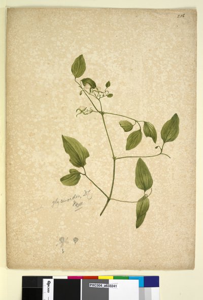 Seite 256. Clematis glycinoides von John William Lewin