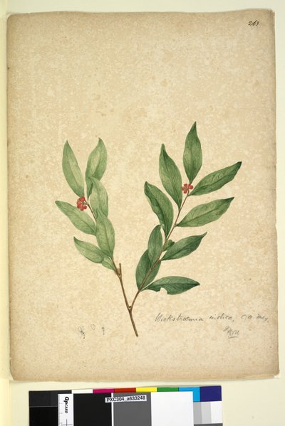 Seite 263. Wikstroemia indica von John William Lewin