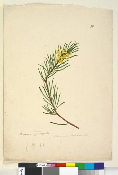 Seite 26. Persoonia linearis von John William Lewin
