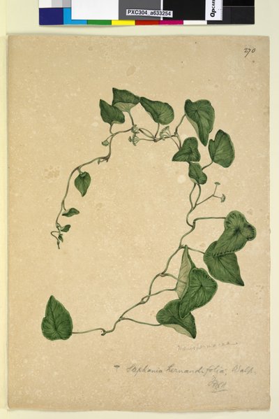 Seite 270. Stephania hernandiaefolia von John William Lewin