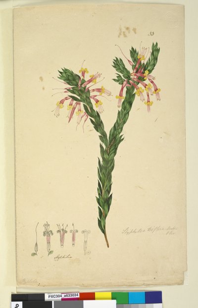 Seite 33. Styphelia triflora von John William Lewin