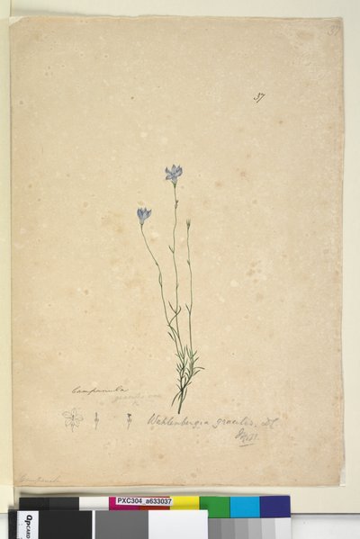 Seite 37. Wahlenbergia gracilis von John William Lewin