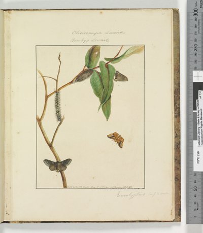 Seite 47. Platte 12 Clisiocampa Lewinae Bombyx Lewinae von John William Lewin