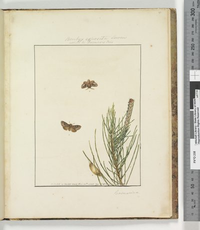 Seite 51. Tafel 13 Bombyx Exposita Lewin, 1803-04 von John William Lewin
