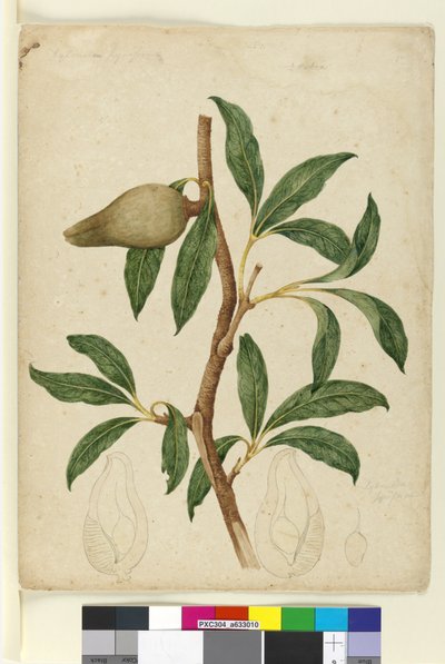 Seite 5. Xylomelum pyriforme, ca. 1803-06 von John William Lewin