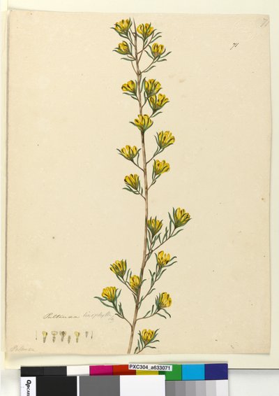 Seite 71. Pultenaea linophylla von John William Lewin