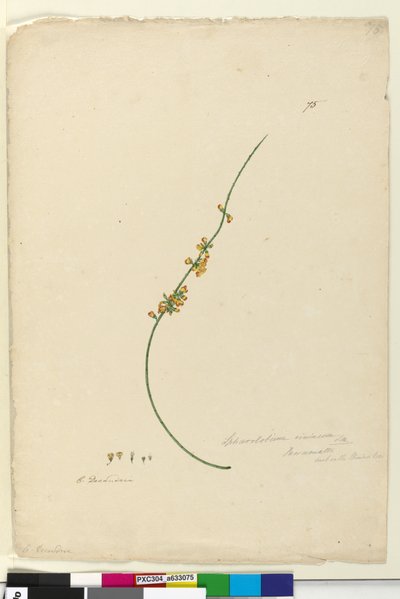 Seite 75. Sphaerolobium vimineum von John William Lewin