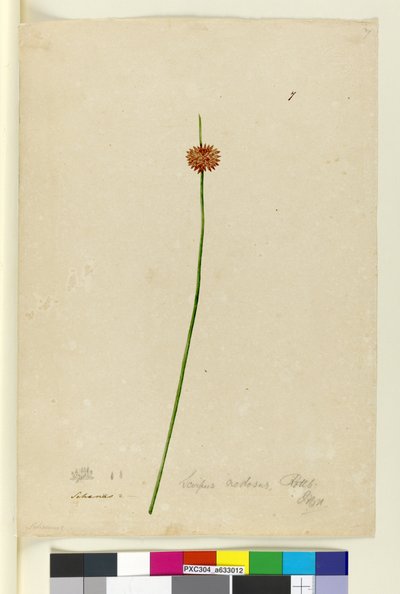 Seite 7. Scirpus nodosus, ca. 1803-06 von John William Lewin